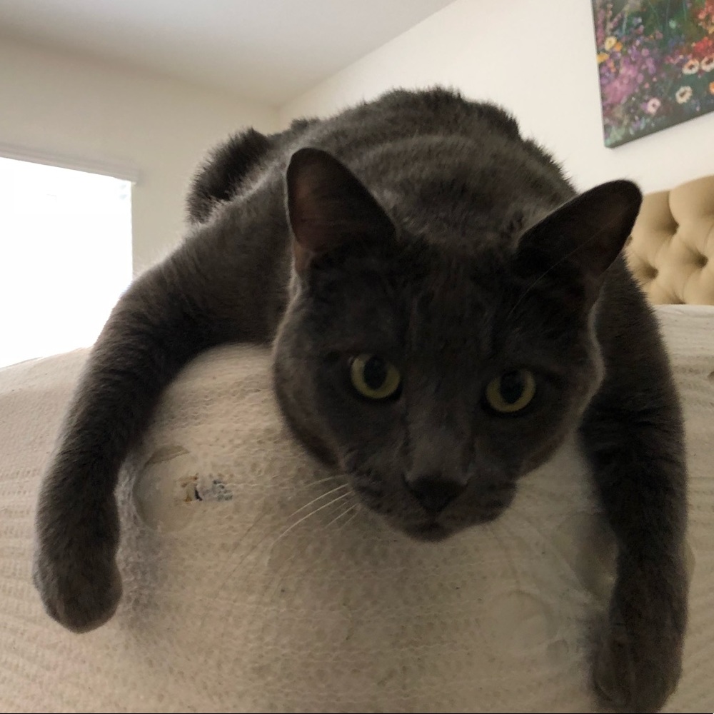 Meet your Posher, Diane